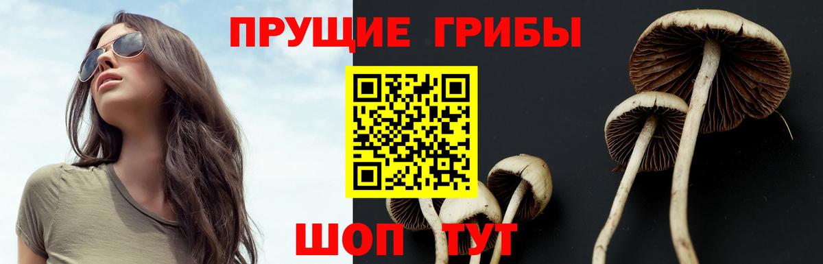 Псилоцибиновые грибы GOLDEN TEACHER Кострома